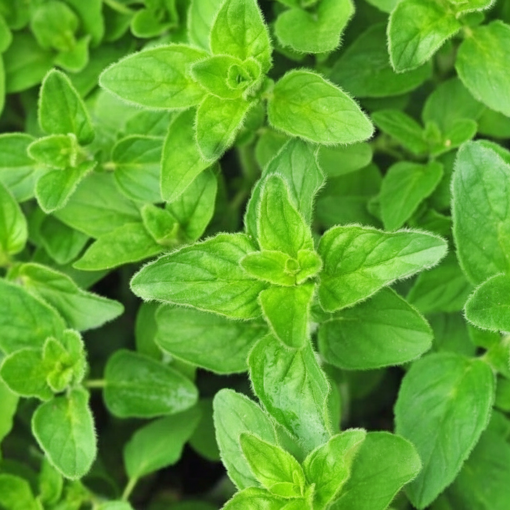 High Germination Rate Oregano Heirloom Nongmo Herb Plant Seeds For Gardening