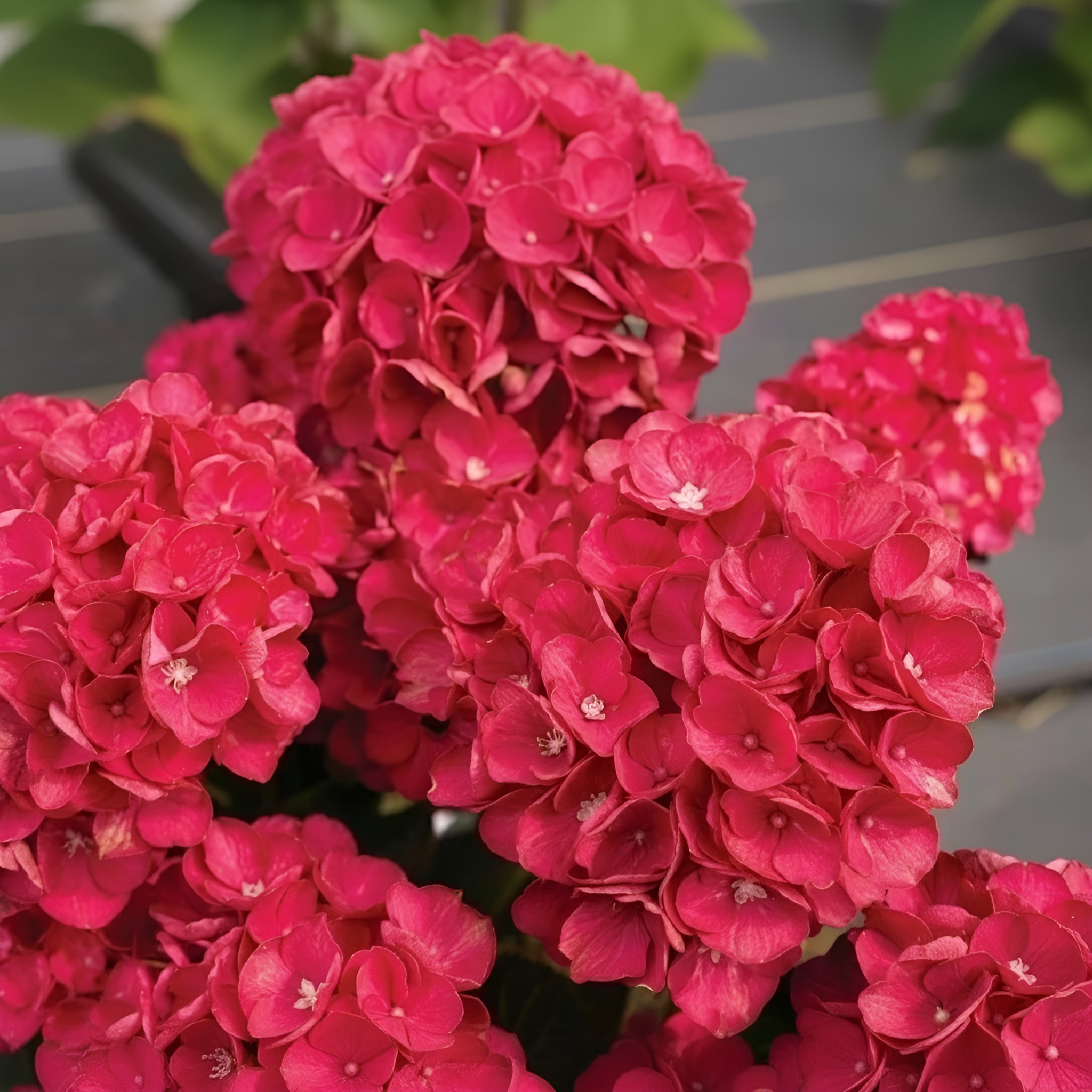 30 Pieces Red Hydrangea Large Blooming Flower Plant Seeds For Garden Decoration