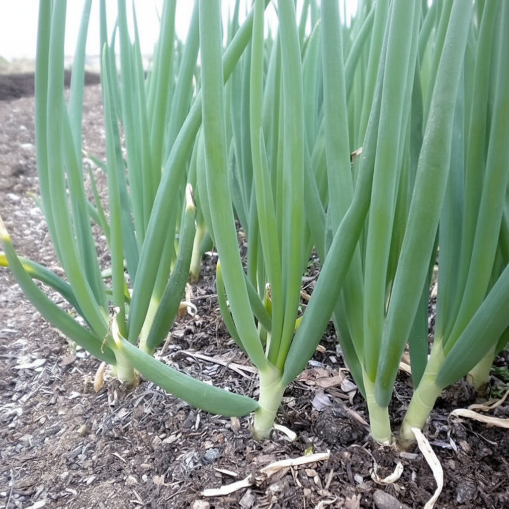 1000 Scallion Green Spring Onion Seeds For Planting