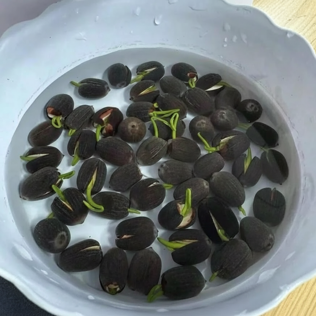 Pre Planted Mixed Color Potted Lotus Seeds