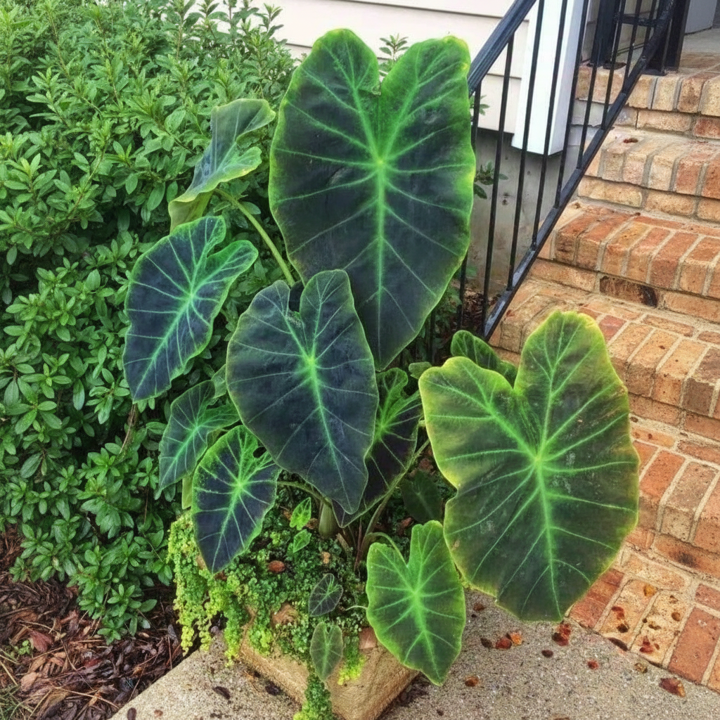 100 Tropical Elephant Bean Plant Bold Green Leaves Seeds