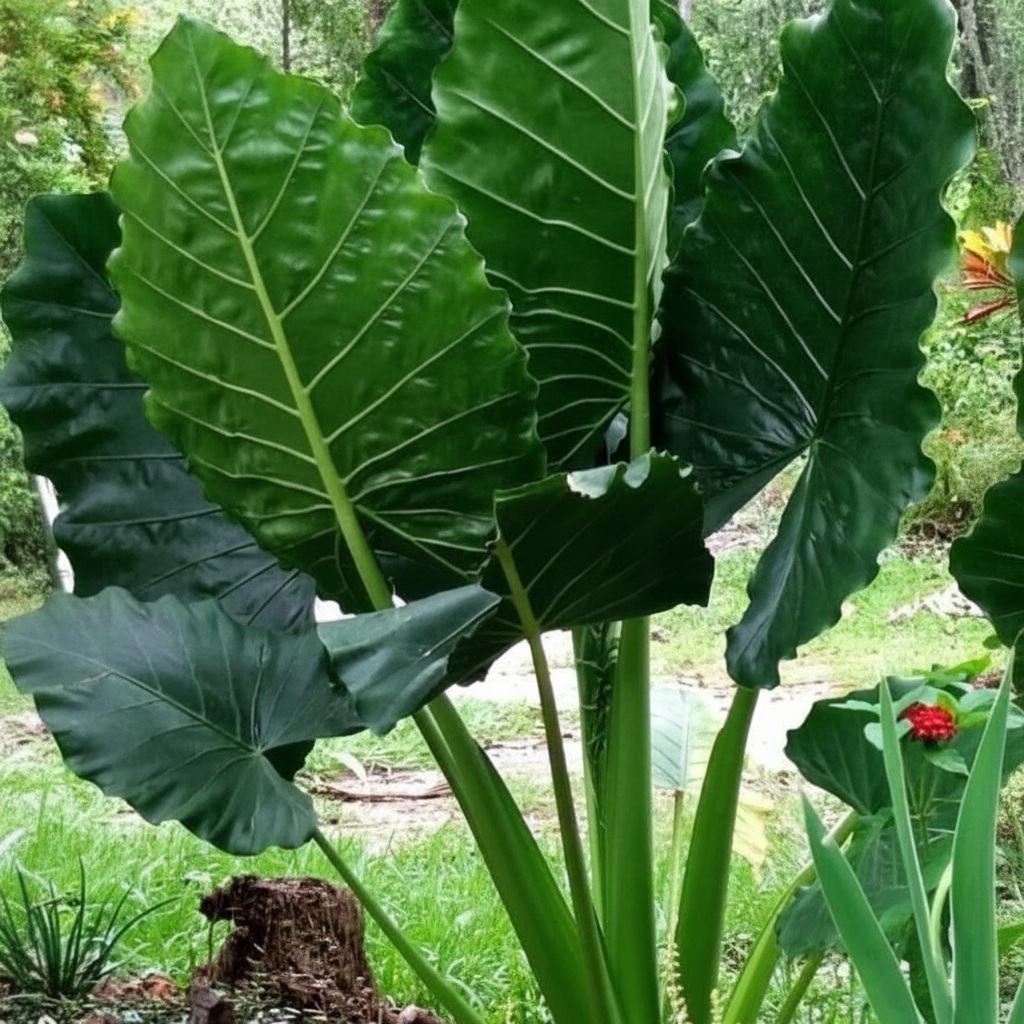 100 Tropical Elephant Bean Plant Bold Green Leaves Seeds