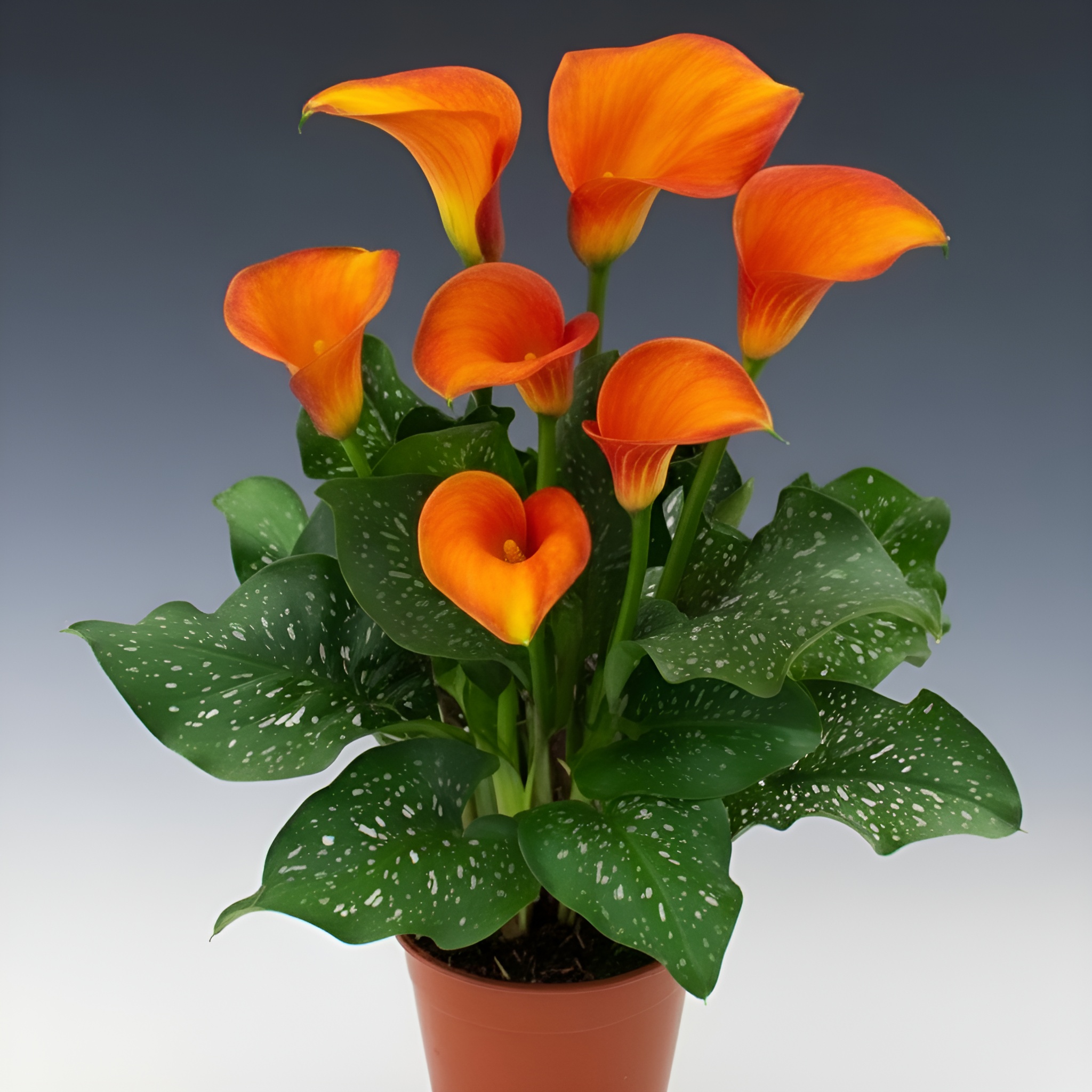 Calla Lily Flower Plant Seeds With 100 Pieces