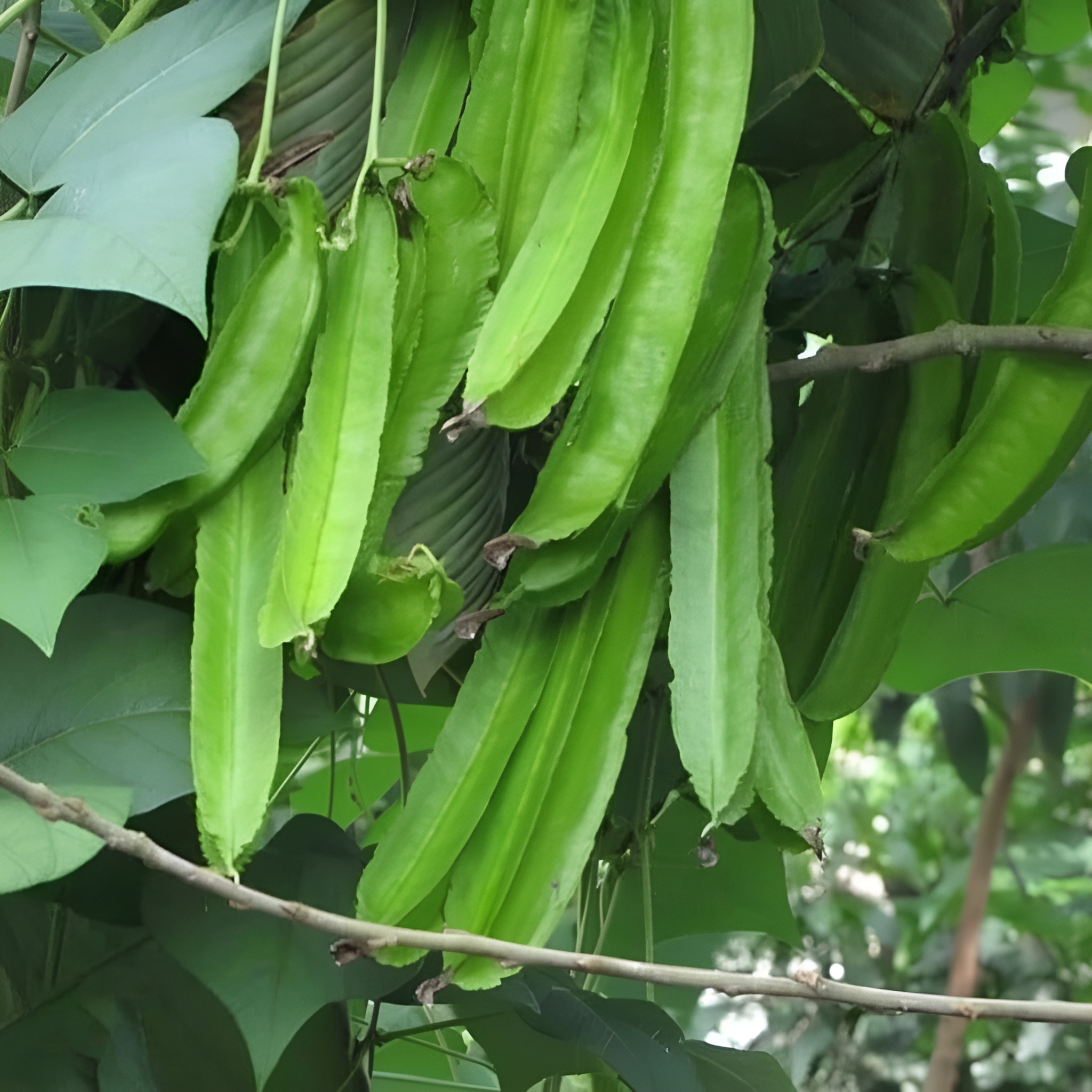 200 Pieces Bag Winged Bean Plants Seeds For Home Garden Cultivation