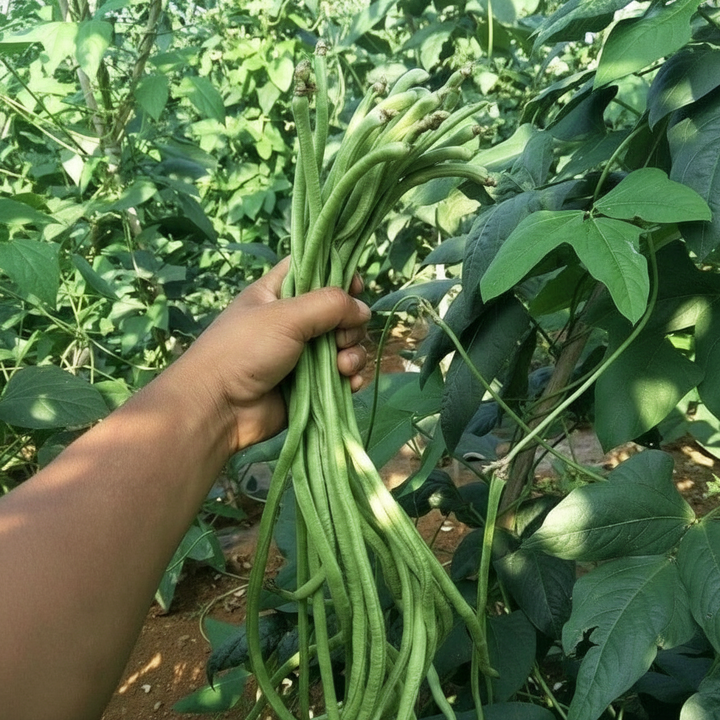100 Yards Long Bean Plant Seeds For Asian Vegetable Gardeners