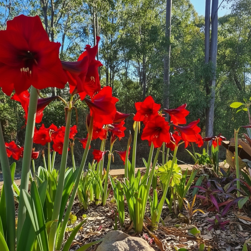 Amaryllis Flower Bulbs Seeds