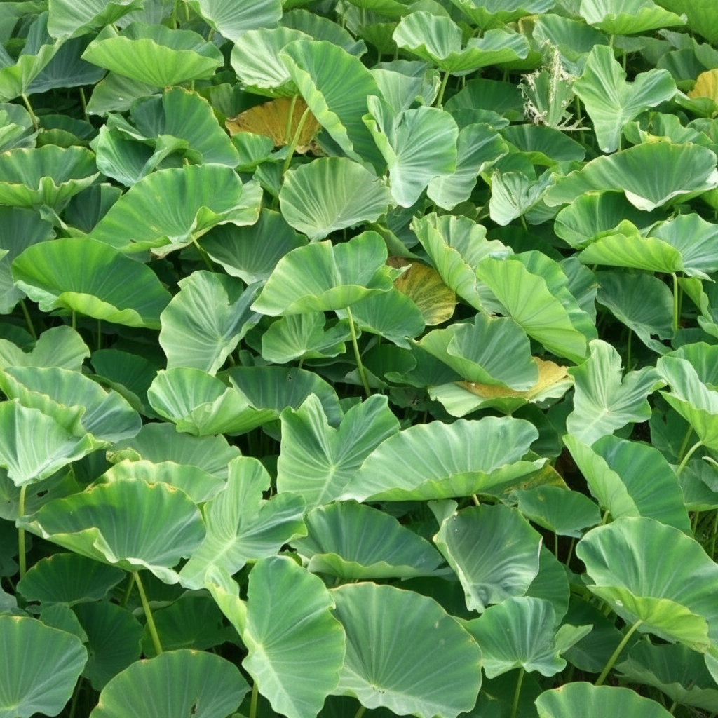 100 Tropical Elephant Bean Plant Bold Green Leaves Seeds