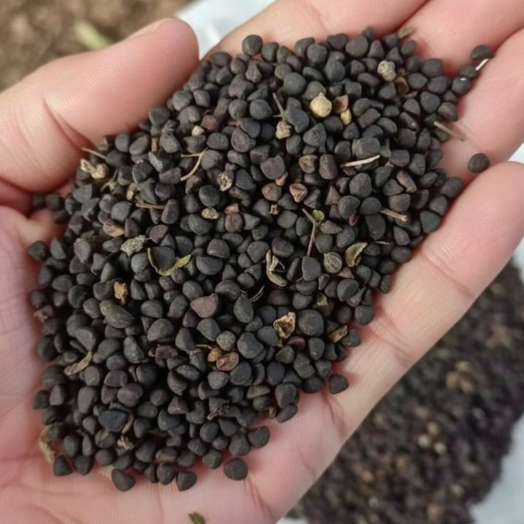 300 Moss Rose Dandelion Perennial Ground Cover Plant Seeds For Gardening