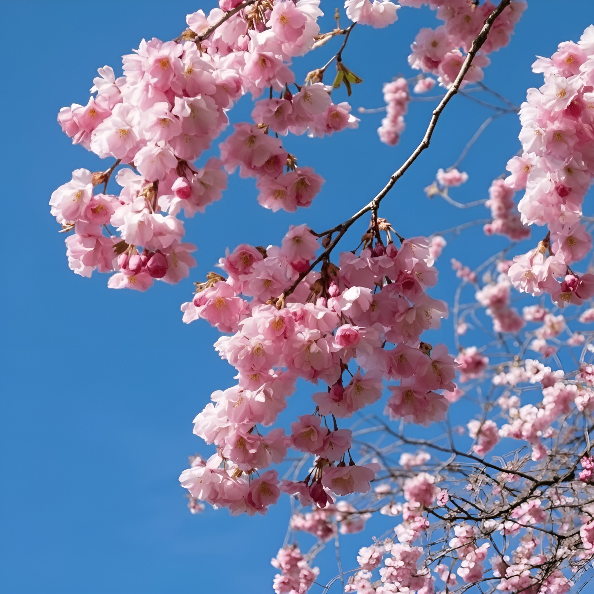 Cherry Blossom Tree Seeds For Planting And Gardening