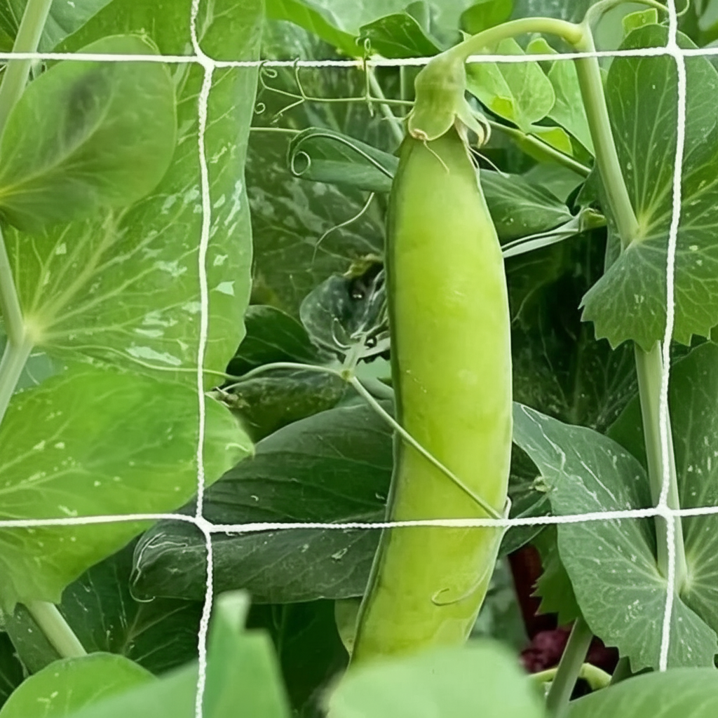 Net Climbing Plant Support In Garden Balcony Gardening