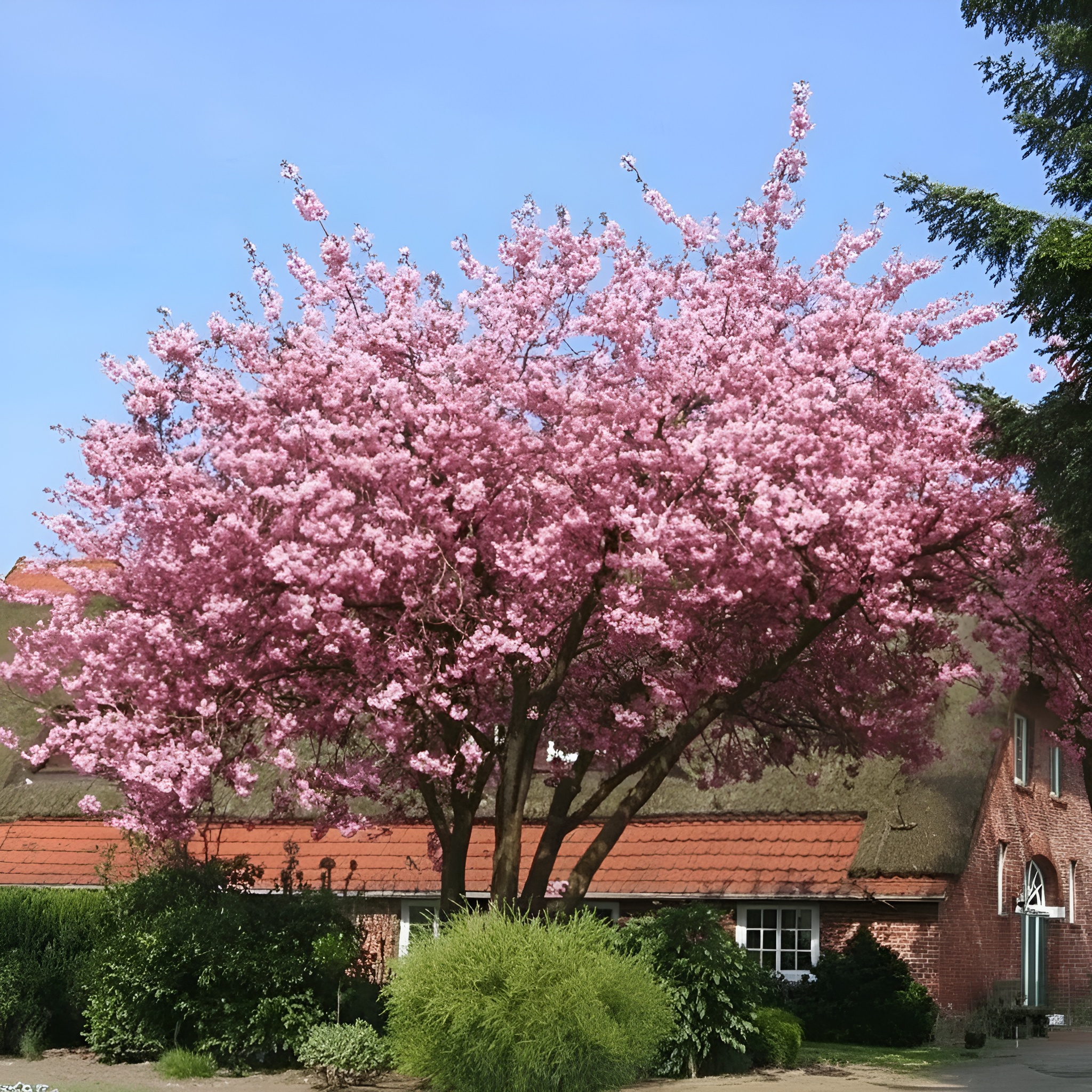 Cherry Blossom Tree Seeds For Planting And Gardening