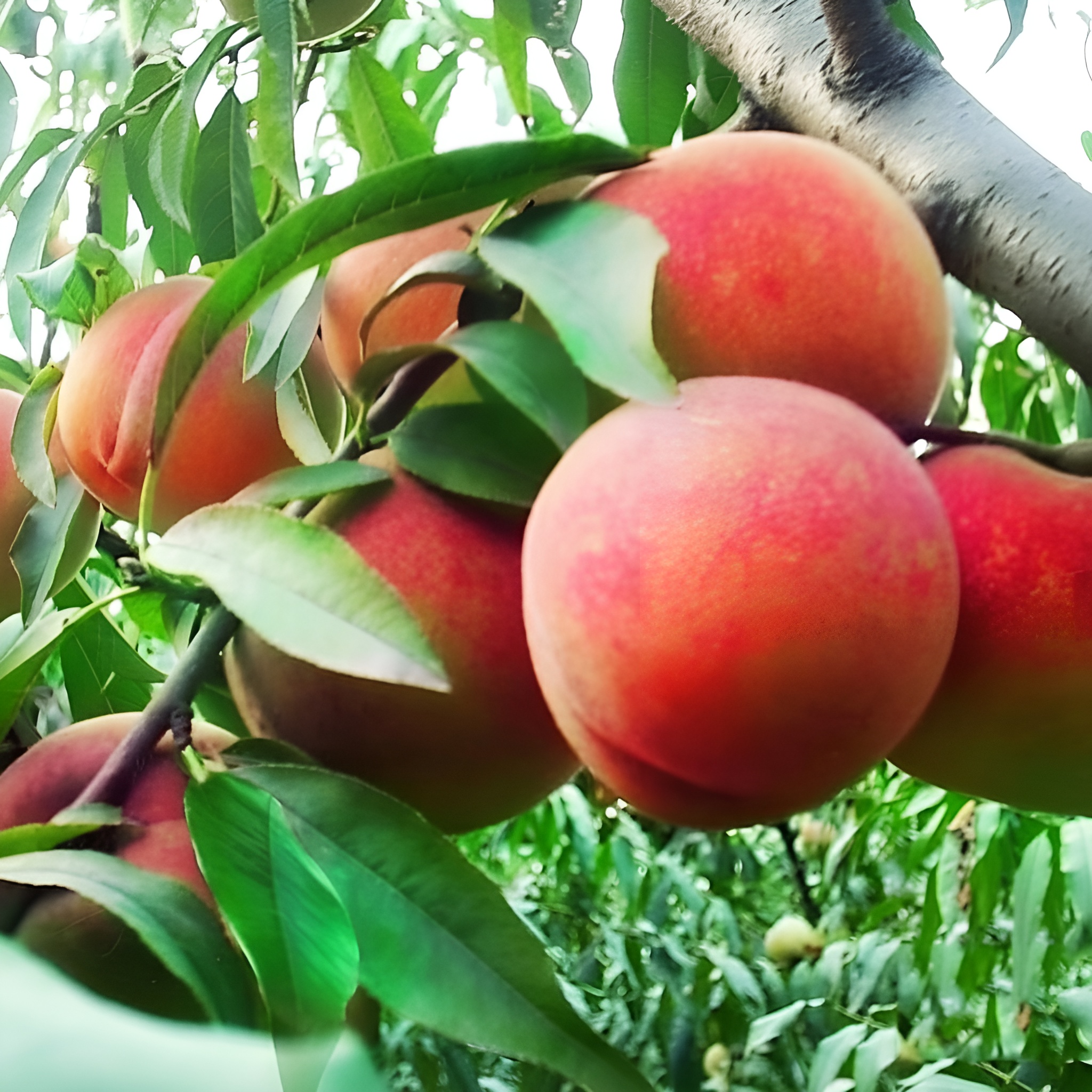 5 Dwarf Peach Fruit Tree Seeds For Indoor Outdoor Growing