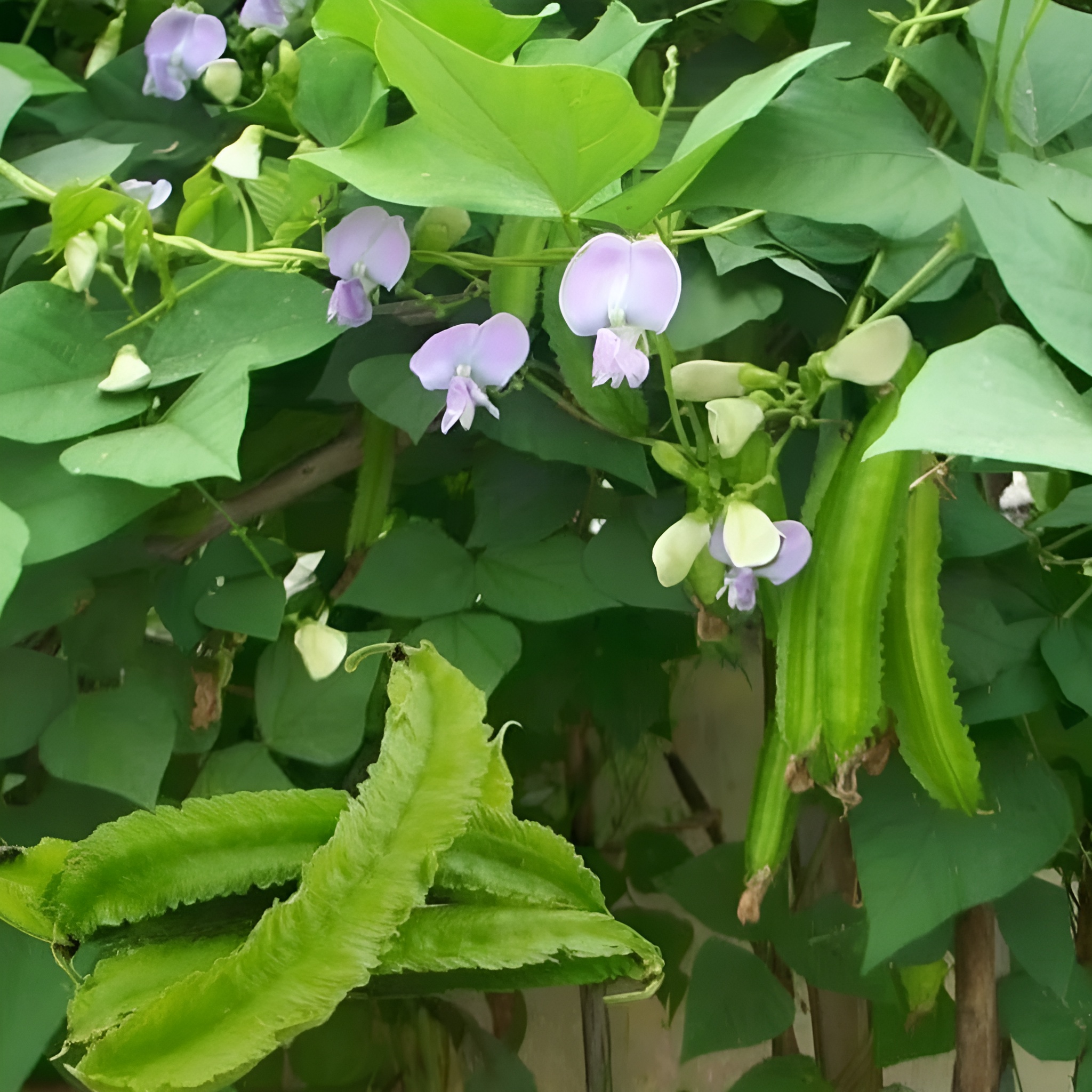 200 Pieces Bag Winged Bean Plants Seeds For Home Garden Cultivation