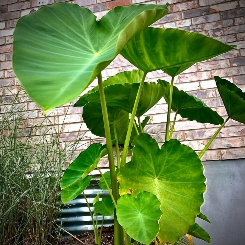 100 Tropical Elephant Bean Plant Bold Green Leaves Seeds