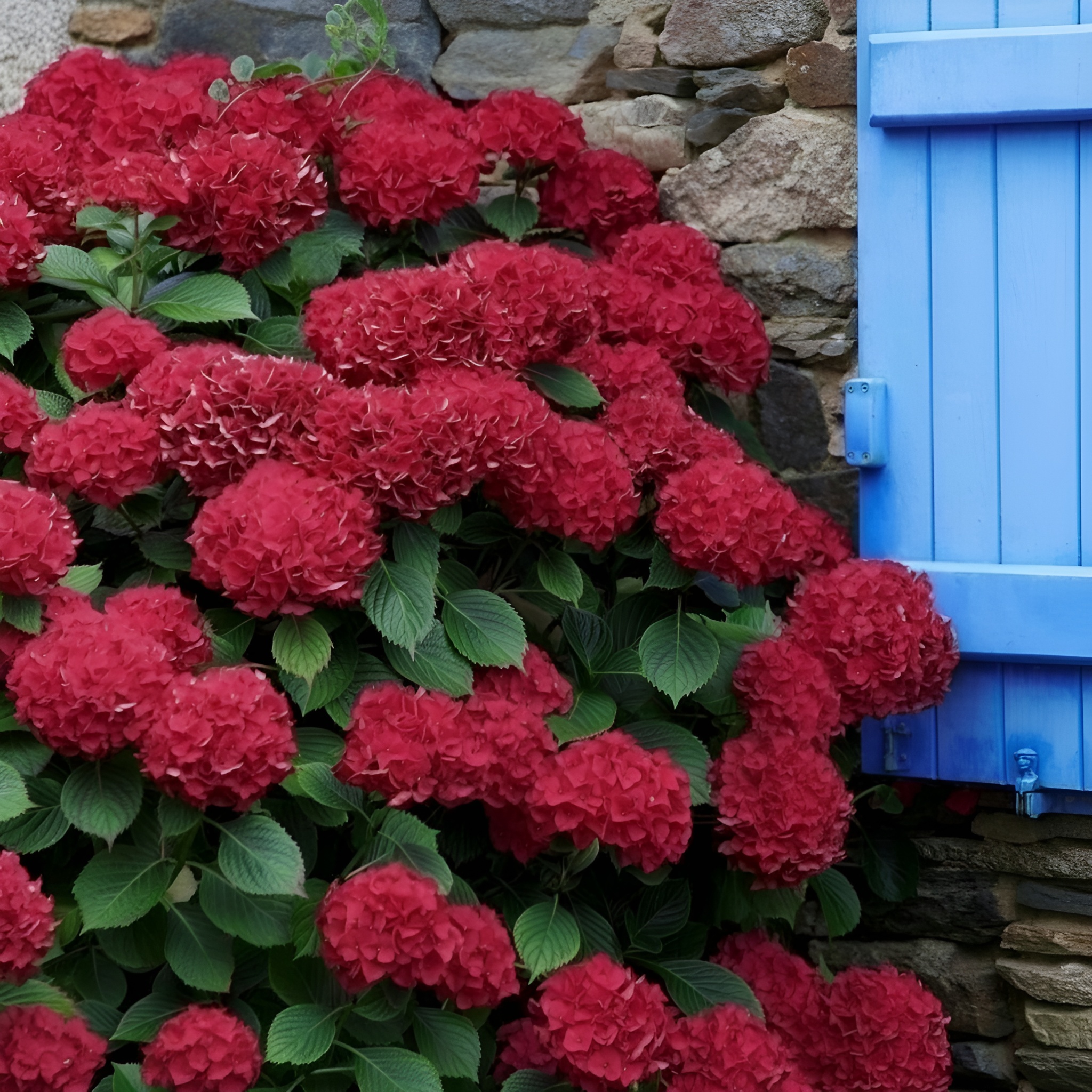 30 Pieces Red Hydrangea Large Blooming Flower Plant Seeds For Garden Decoration