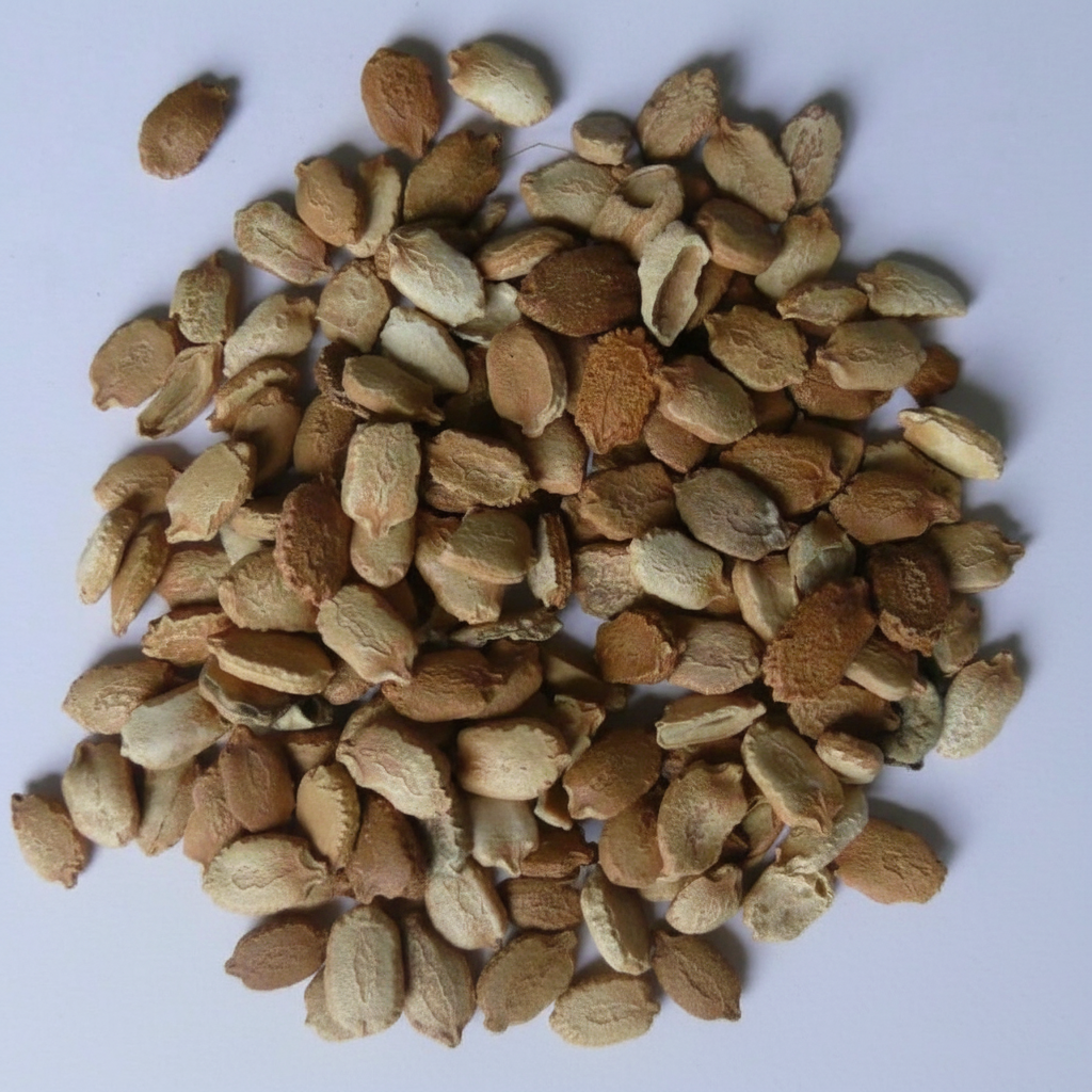 Bitter Gourd Ampalaya Long Green Plants Seeds 10 Pack