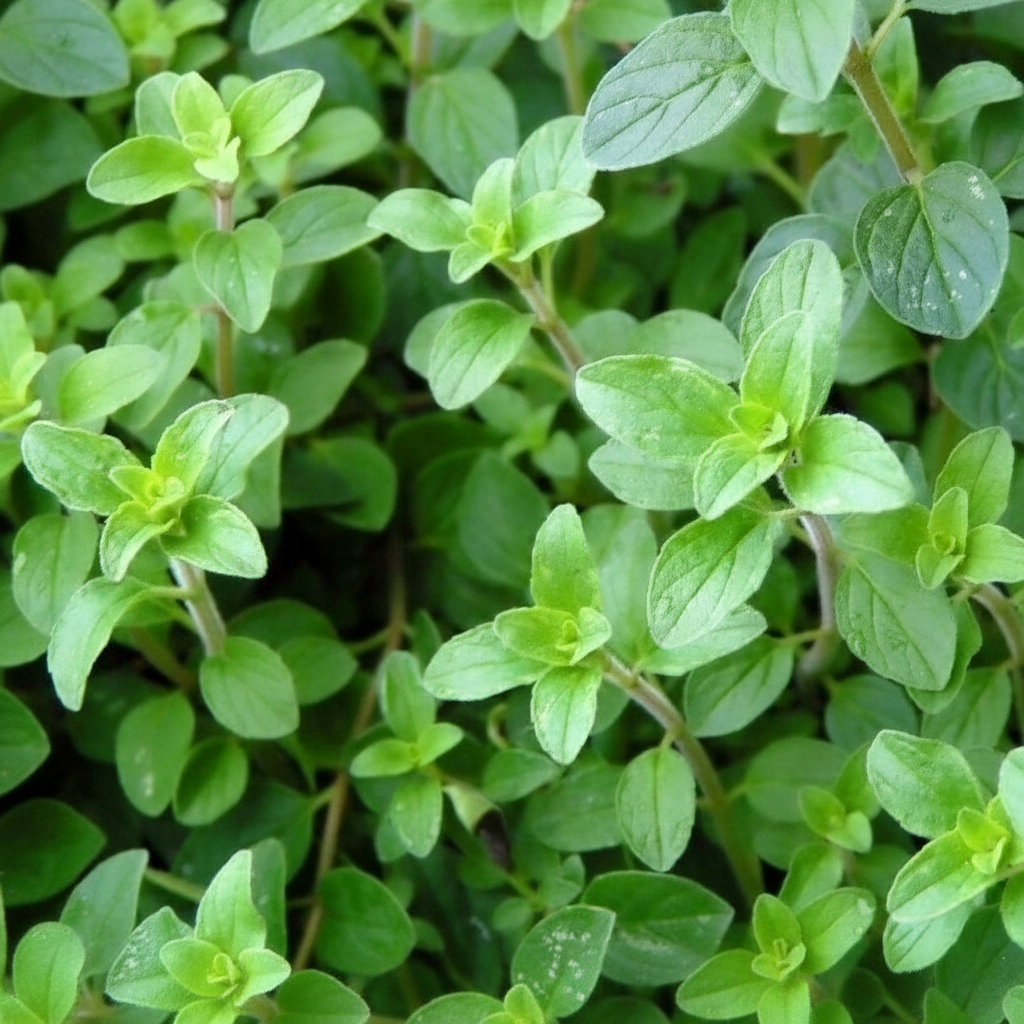 High Germination Rate Oregano Heirloom Nongmo Herb Plant Seeds For Gardening