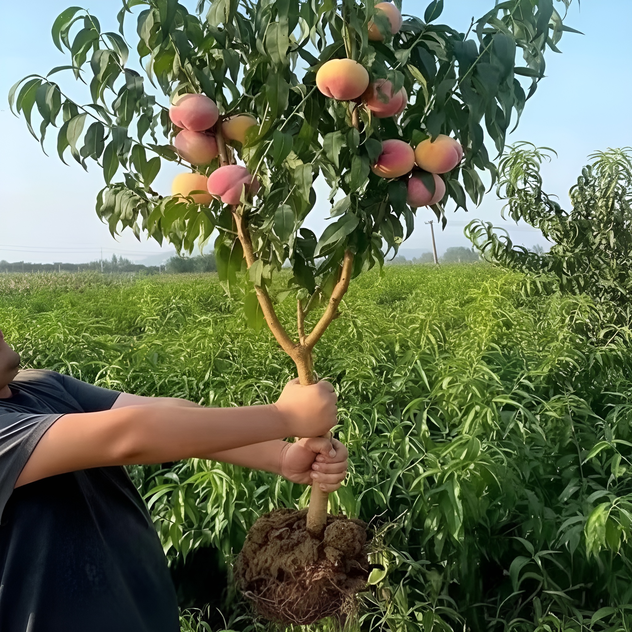 5 Dwarf Peach Fruit Tree Seeds For Indoor Outdoor Growing