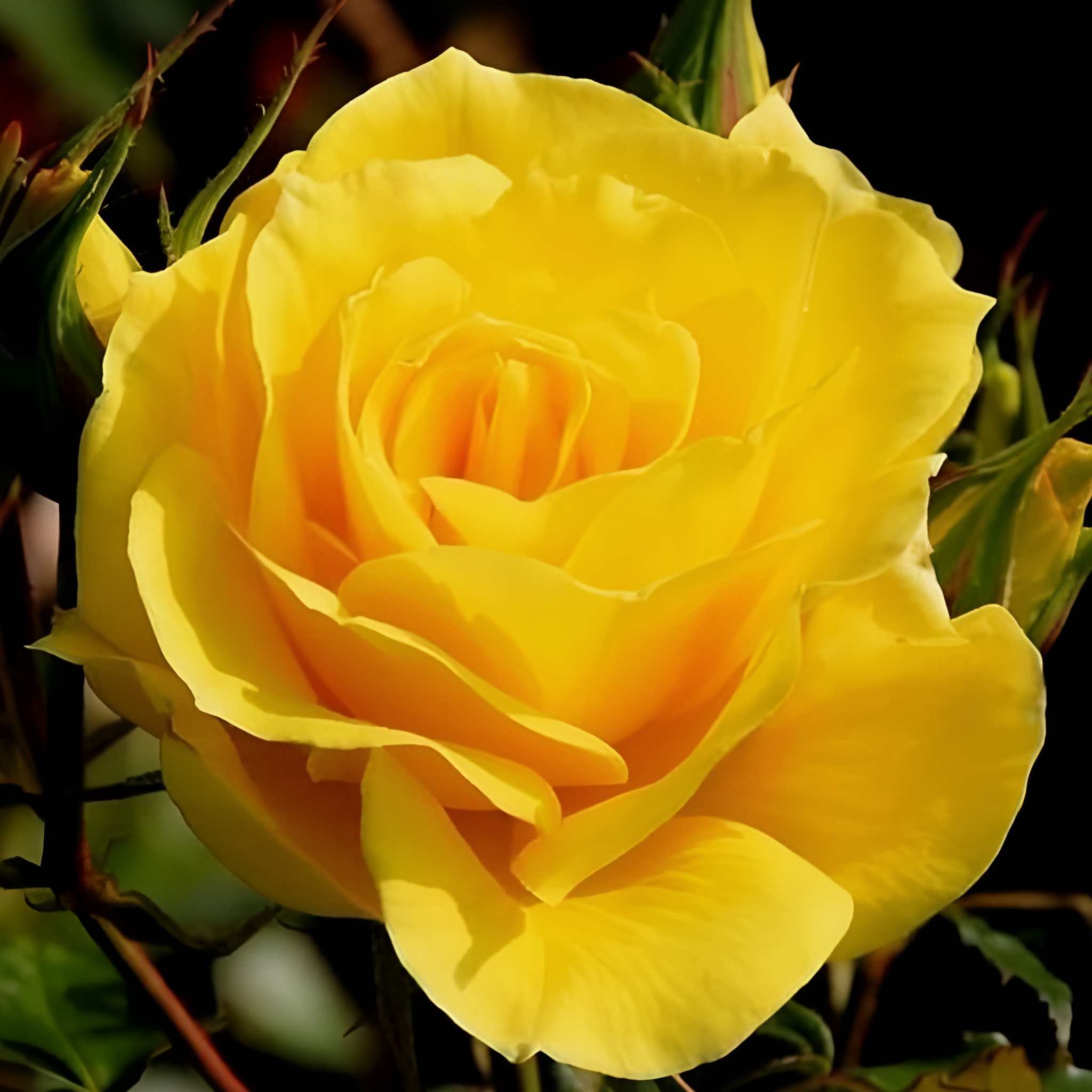 77 Yellow Rose Perennial Flower Plant Seeds