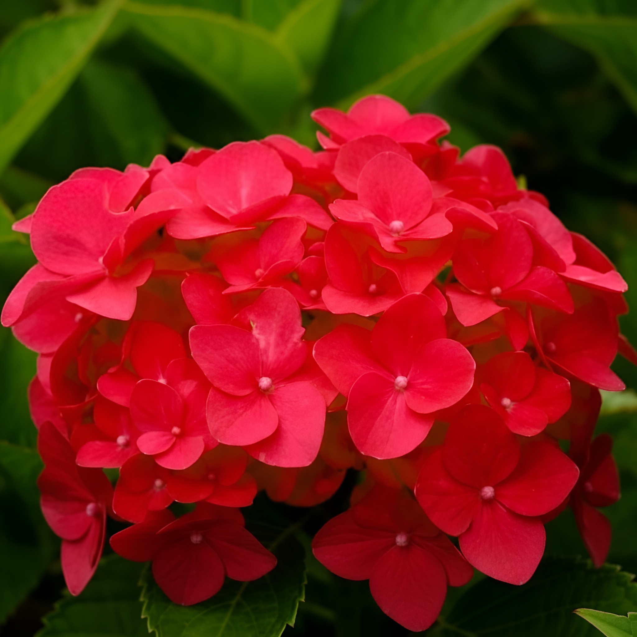 30 Pieces Red Hydrangea Large Blooming Flower Plant Seeds For Garden Decoration