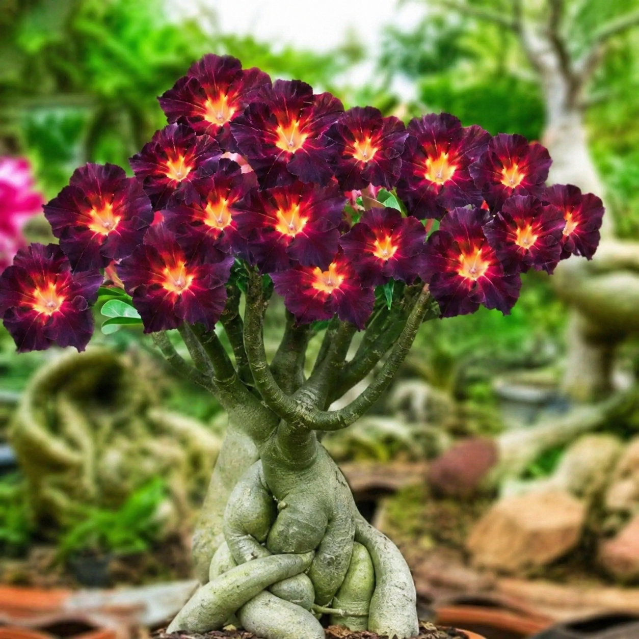 50 Pieces Desert Rose Flower Home Garden Seeds