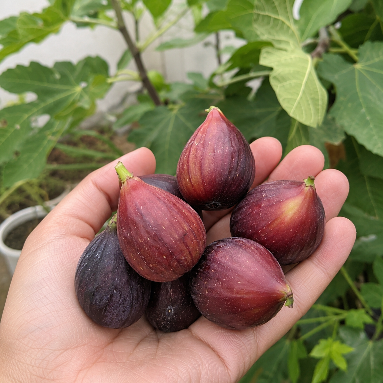 260 Pieces Delicious Fig Seeds For Home Garden  