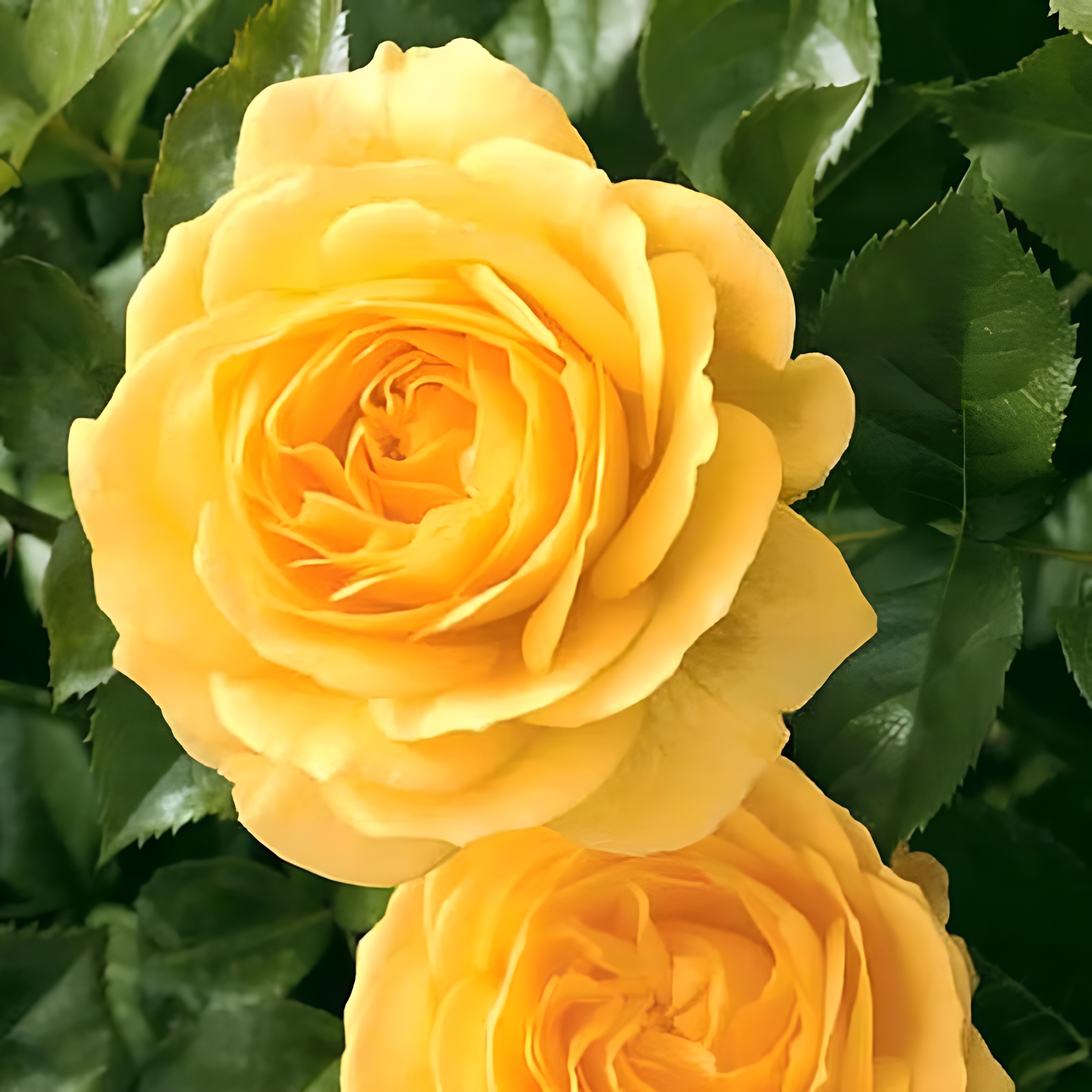 77 Yellow Rose Perennial Flower Plant Seeds
