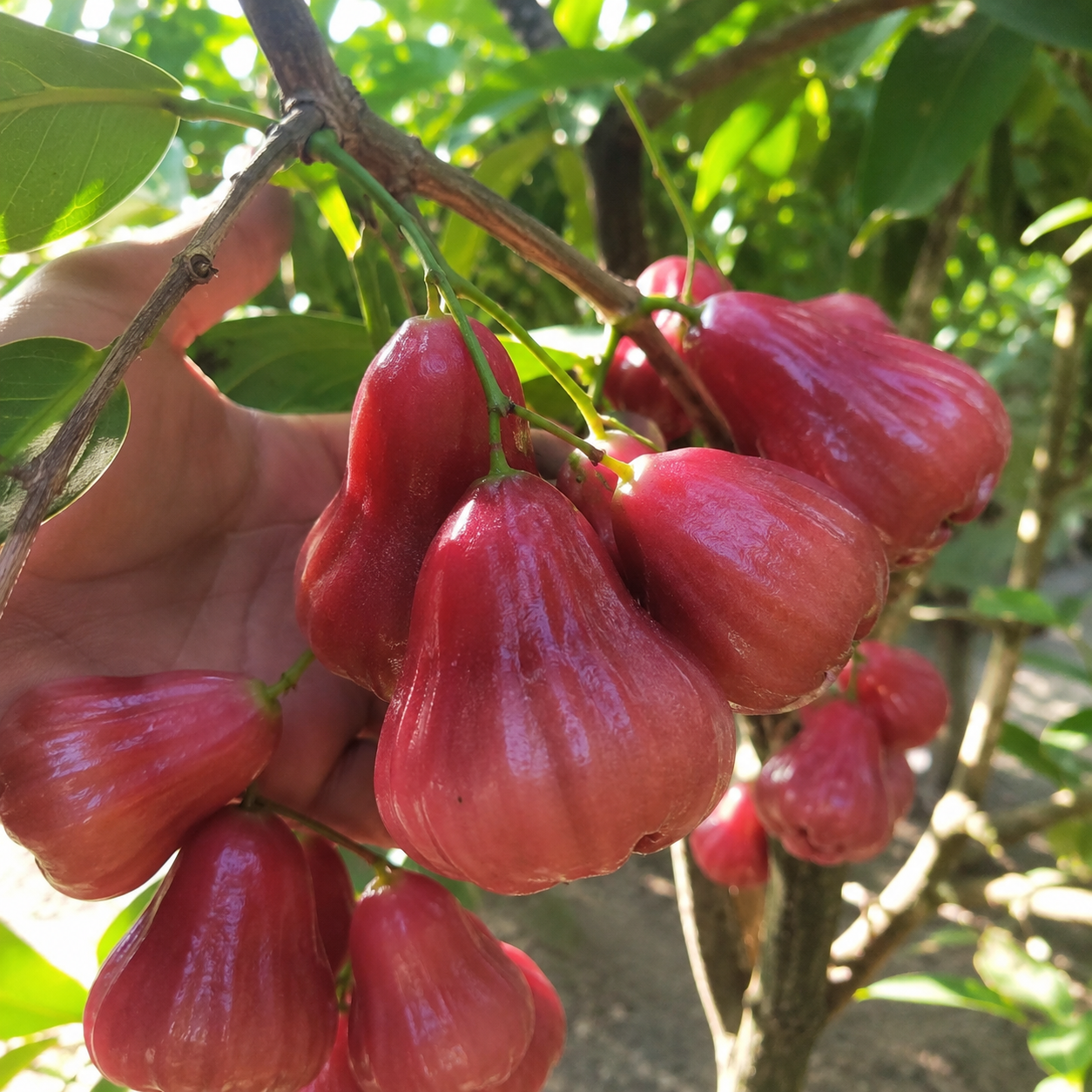 50 Pieces Rose Apple Garden Fruit Seeds