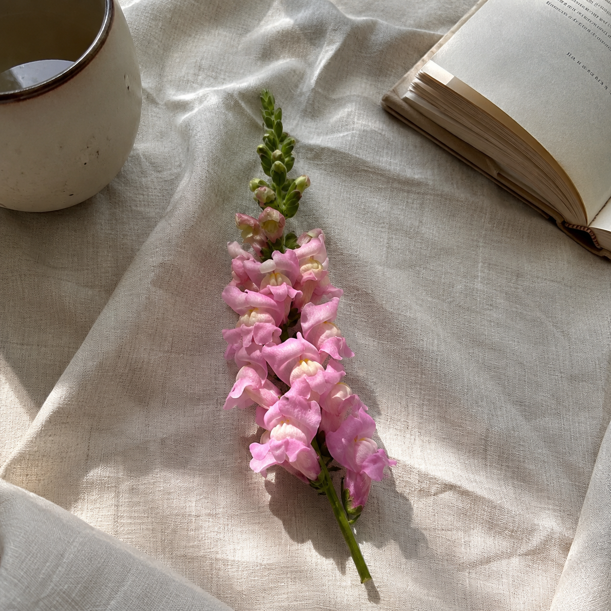 25 Pieces Snapdragon Potomac Lavender Flower seeds