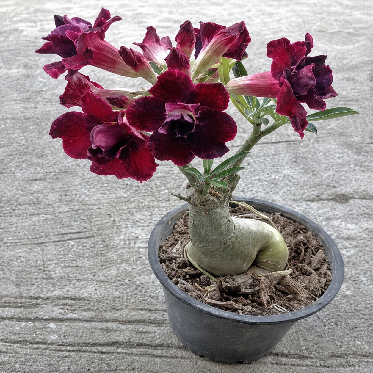 50 Pieces Desert Rose Flower Home Garden Seeds