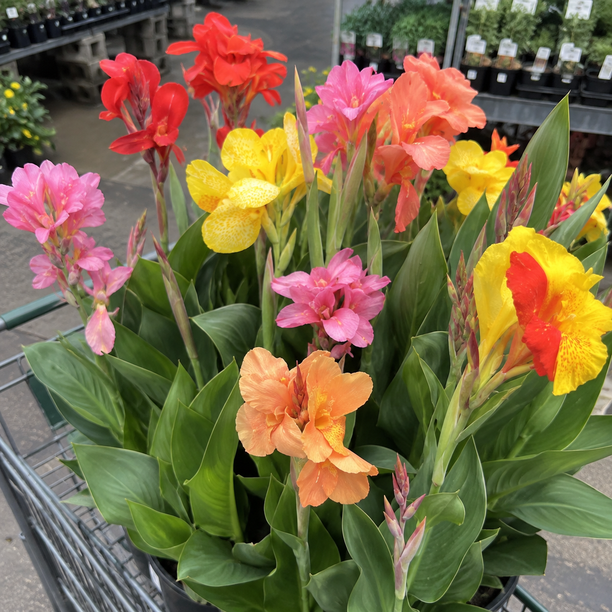 189 Pieces Mixed Canna Lily Flower Seeds for Garden Planting