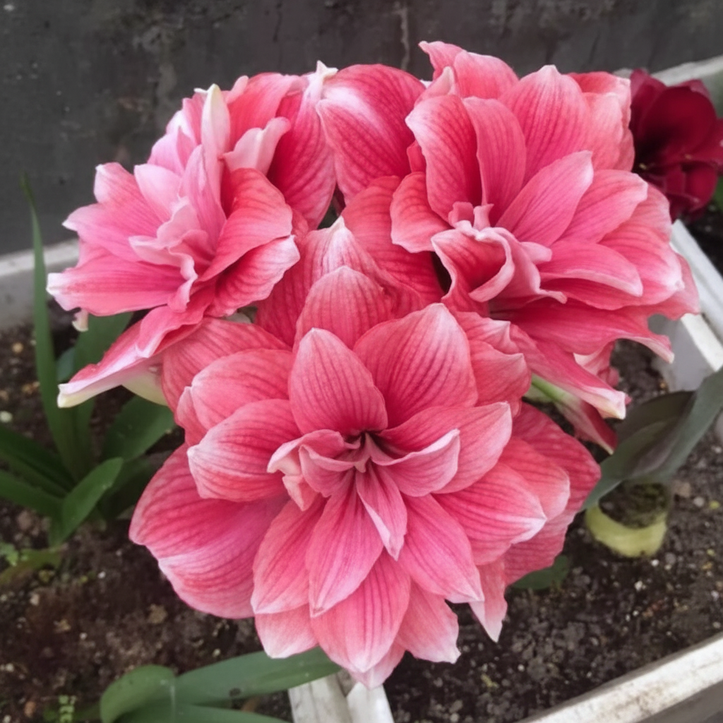 Vittata Amaryllis Flower Bulbs Seeds For Home Garden Planting