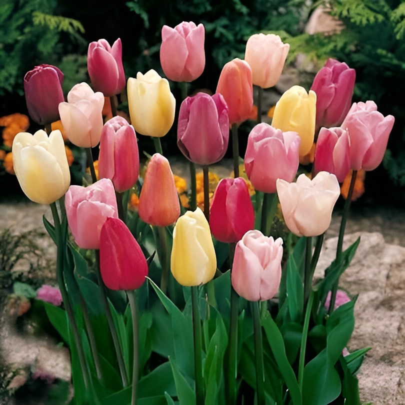 200 Perennial Tulip Plants Bulbs Seeds For Autumn Planting In Multiple Regions