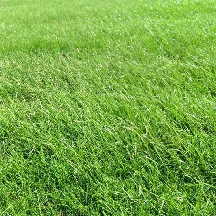 Lush green Yards Grass Seeds For Home Gardens