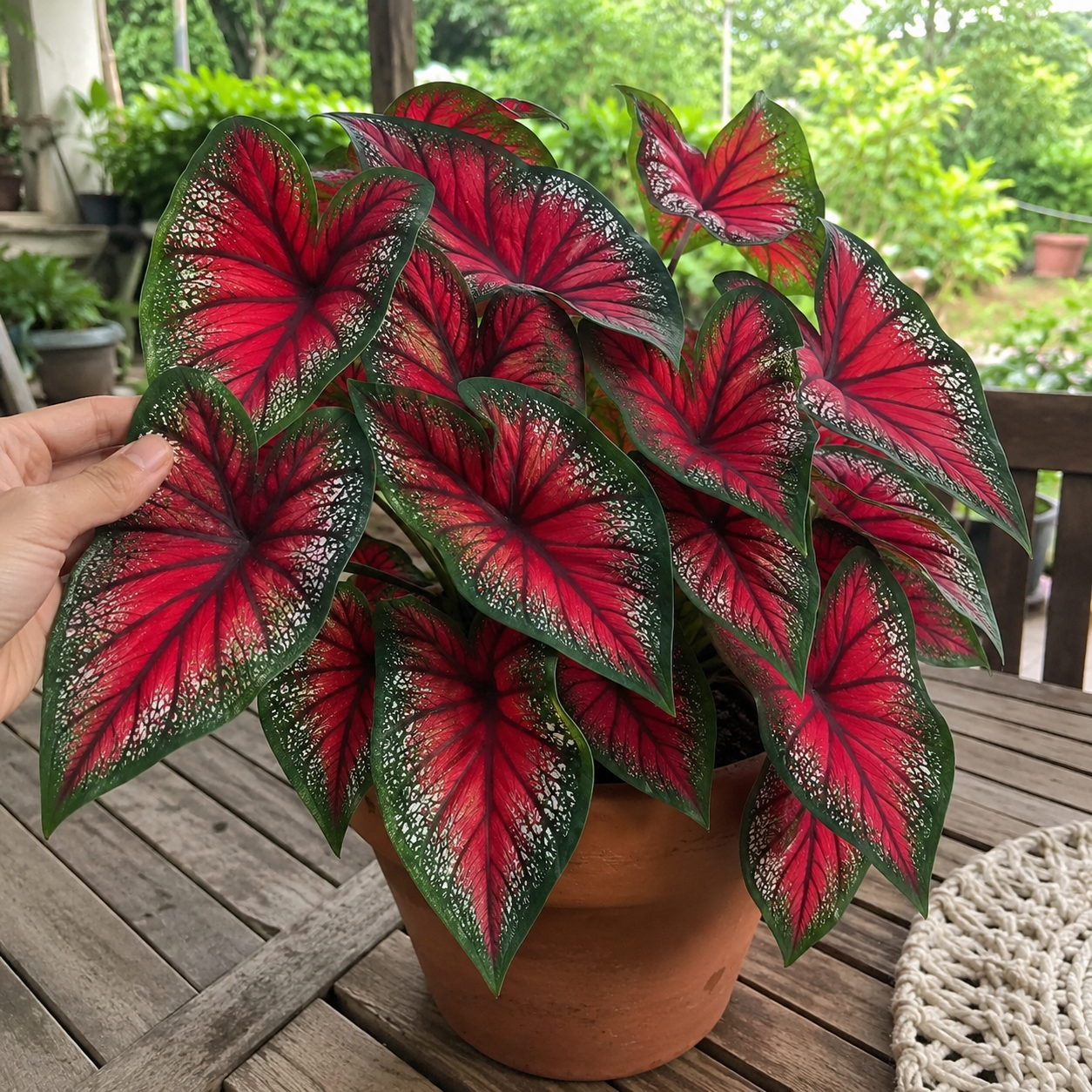 500 Pieces Indoor Outdoor Hosta Flower Bonsai Seeds 