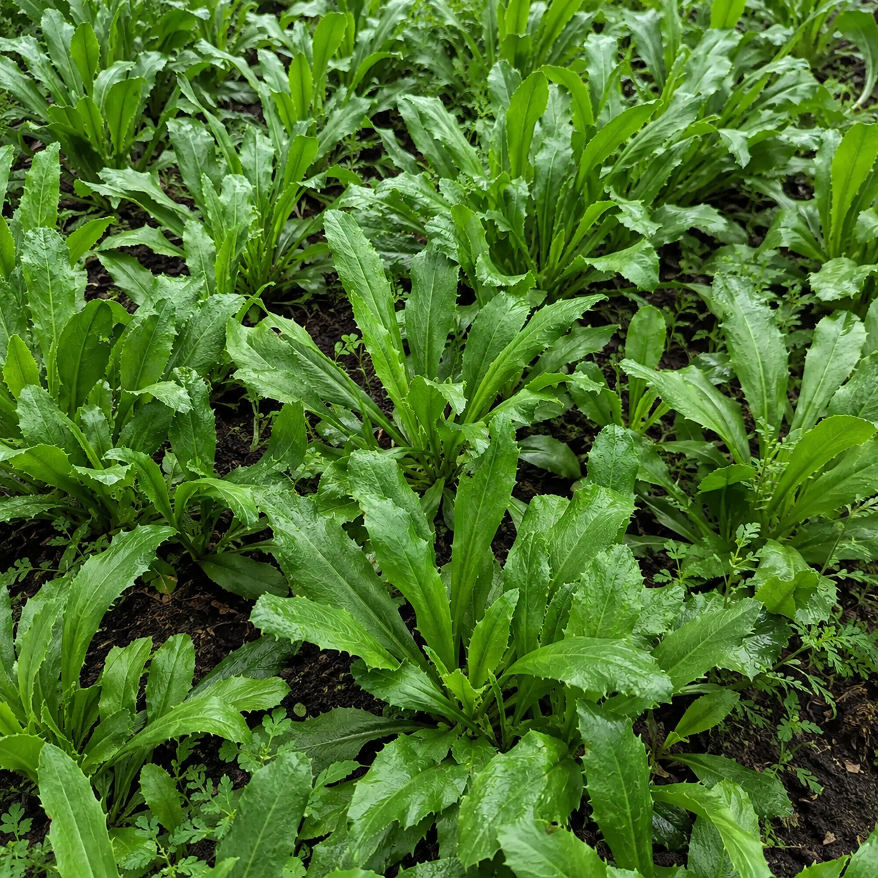 500 Pieces Culantro Seeds For Home Garden