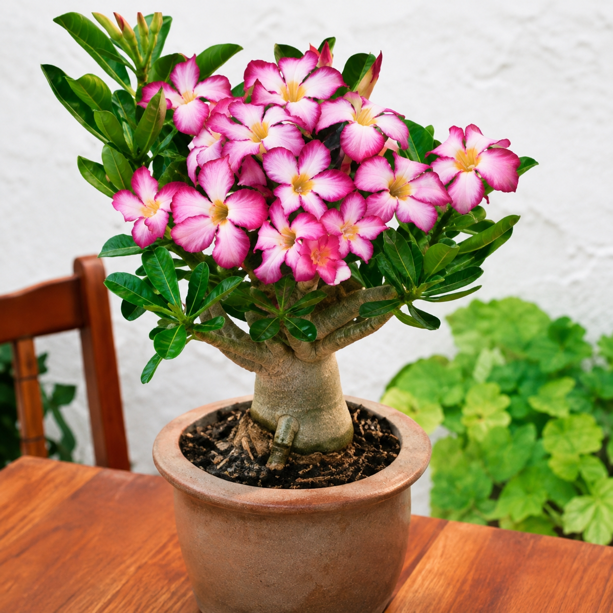 50 Pieces Desert Rose Flower Home Garden Seeds