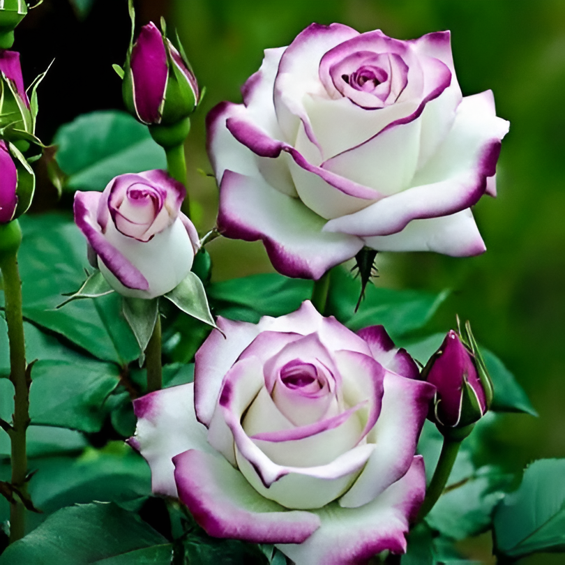 Perennial Flowering Rose Seeds For Indoor Or Outdoor Garden Plant