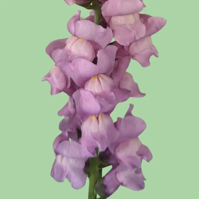 25 Pieces Snapdragon Potomac Lavender Flower seeds