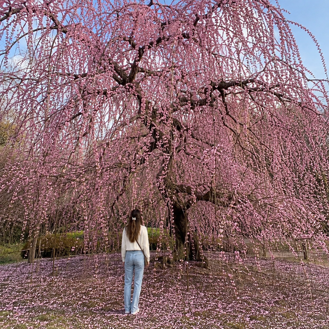 50 Pieces Japanese Weeping Cherry Blossom Garden Seeds