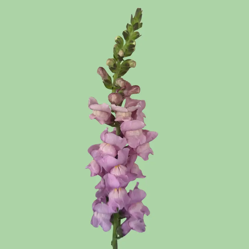 25 Pieces Snapdragon Potomac Lavender Flower seeds