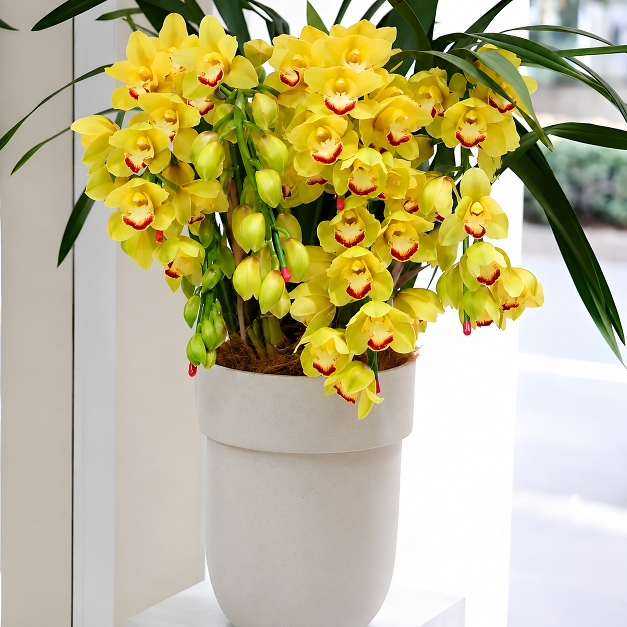 500 Pieces Cymbidium Orchid Flower Seeds for Pots and Gardens