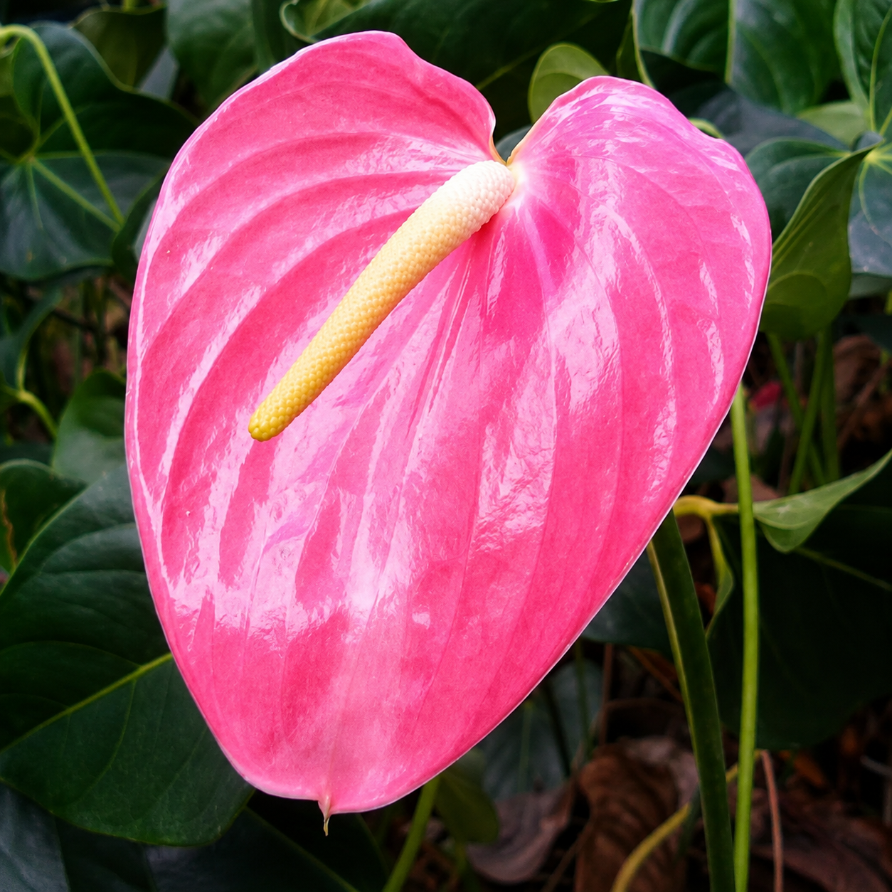 100 Pieces Anthurium Flower Seeds For Indoor And Outdoor Garden Planting