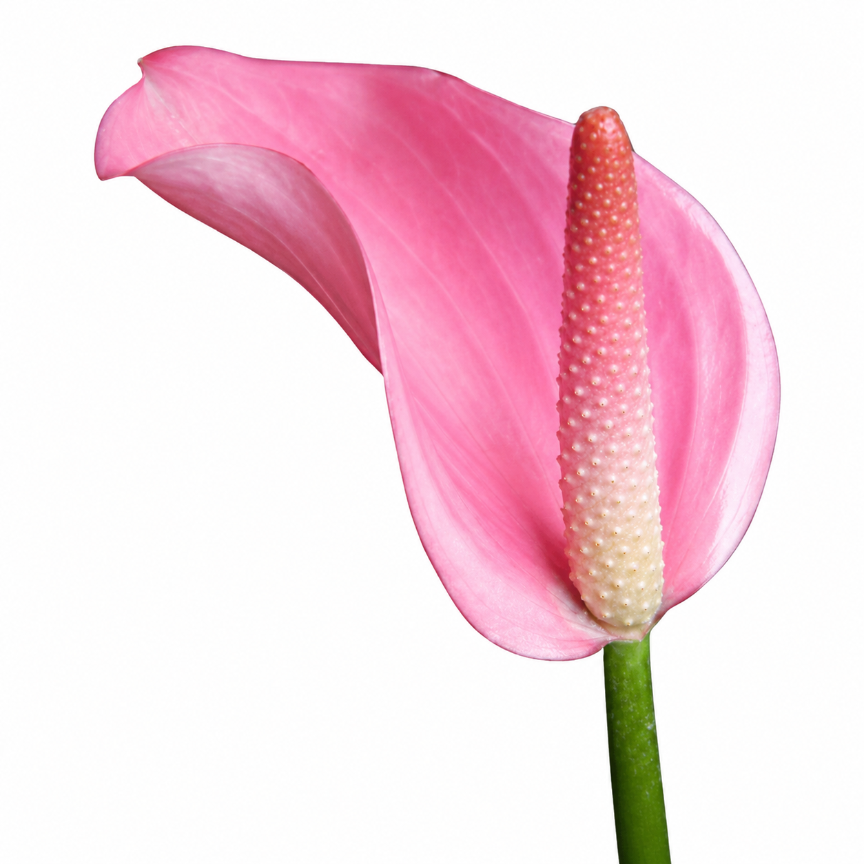 100 Pieces Anthurium Flower Seeds For Indoor And Outdoor Garden Planting