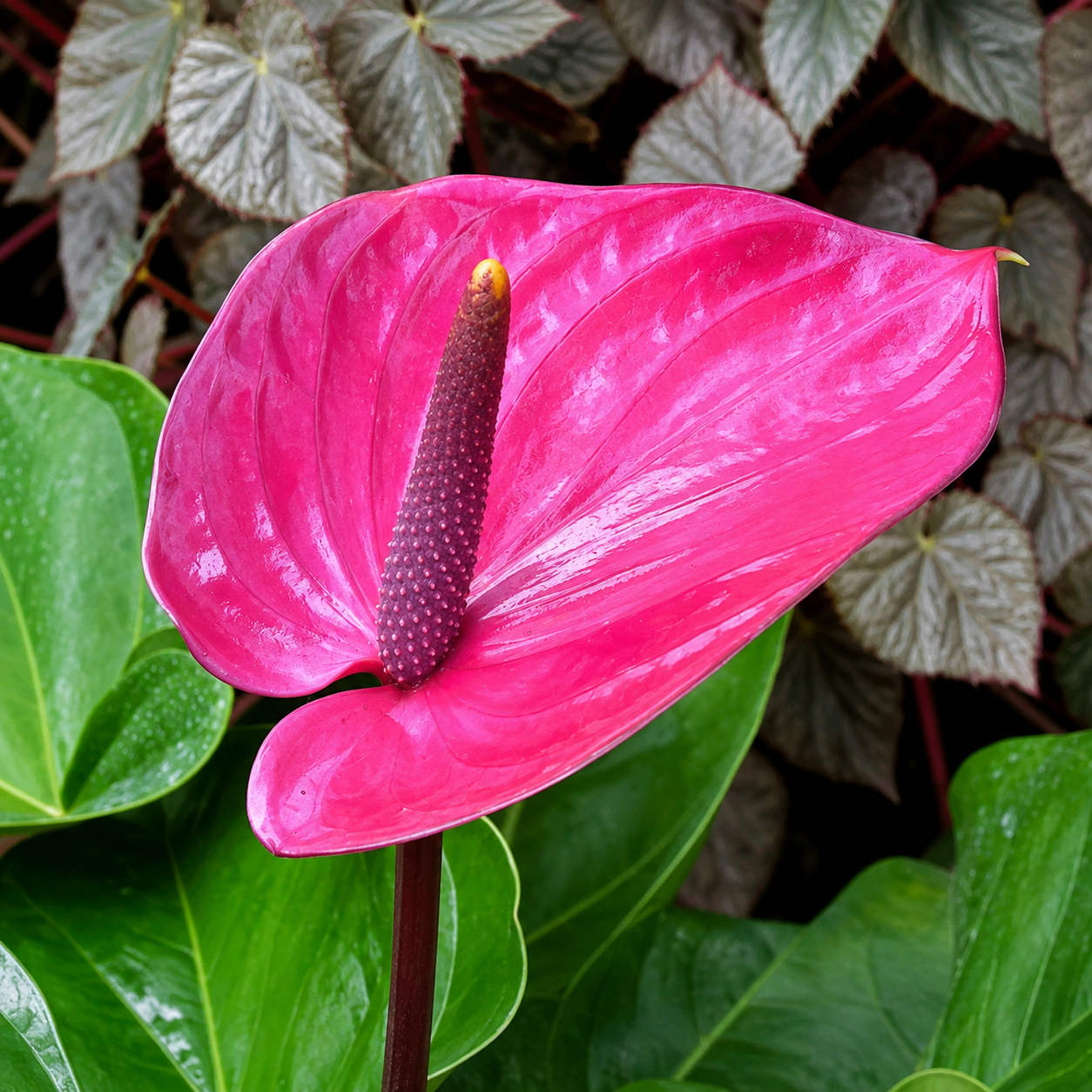 100 Pieces Anthurium Flower Seeds For Indoor And Outdoor Garden Planting