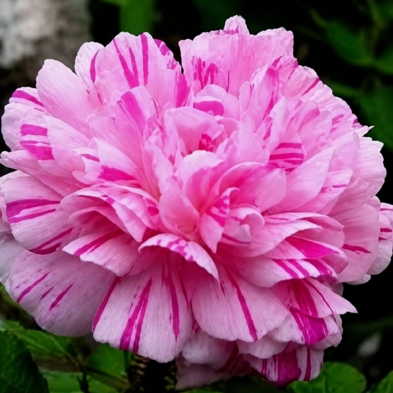 Perennial Moss Rose Flower Seeds For Gardening