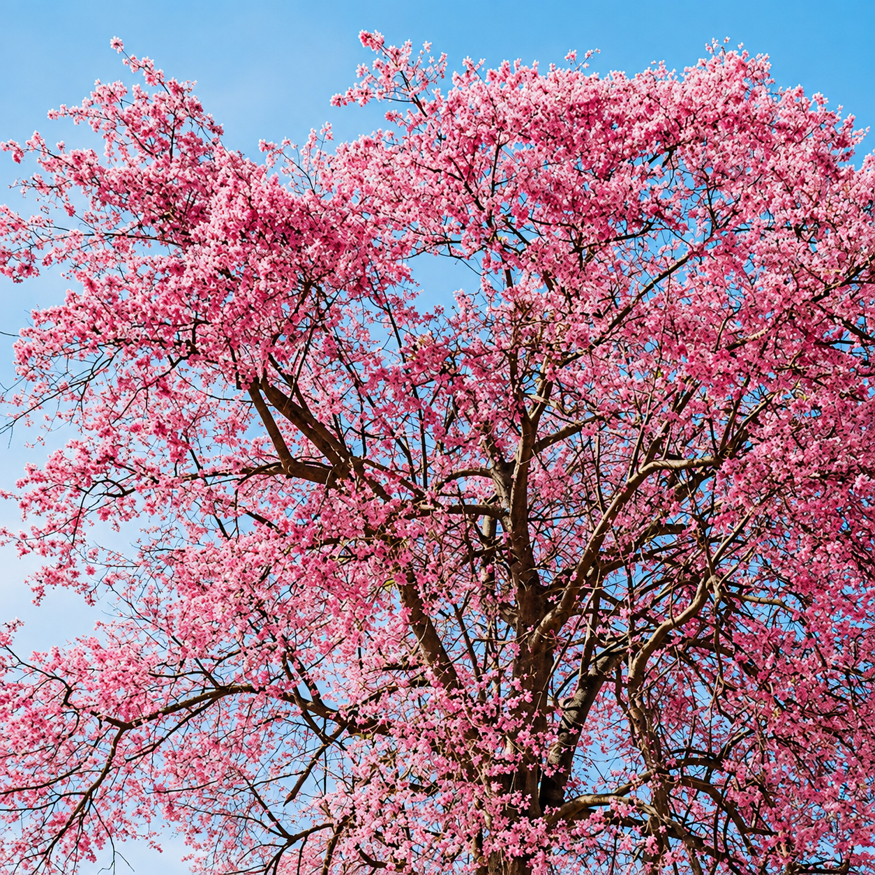 50 Pieces Weeping Cherry Blossom Seeds For Garden Planting