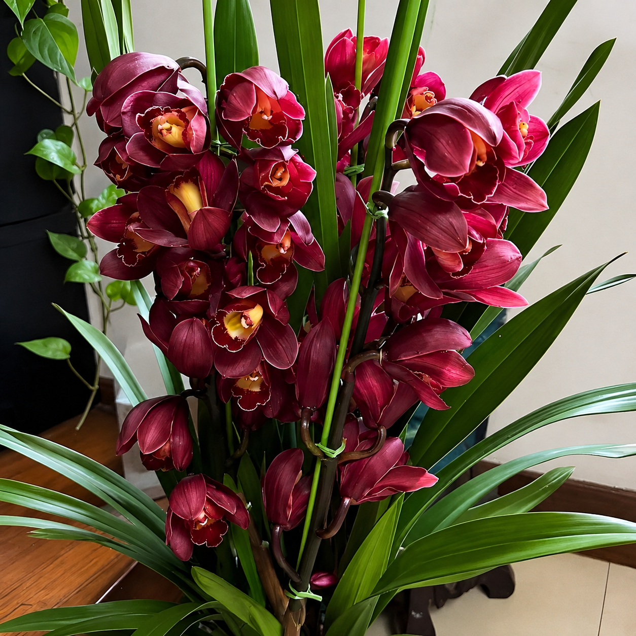 500 Pieces Cymbidium Orchid Flower Seeds for Pots and Gardens