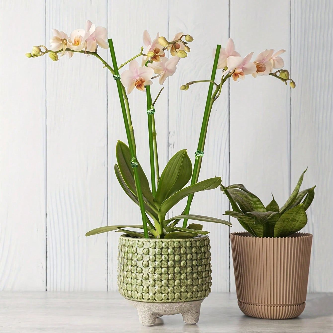 Adjustable Plastic Plant Stakes For Indoor And Outdoor Garden Support