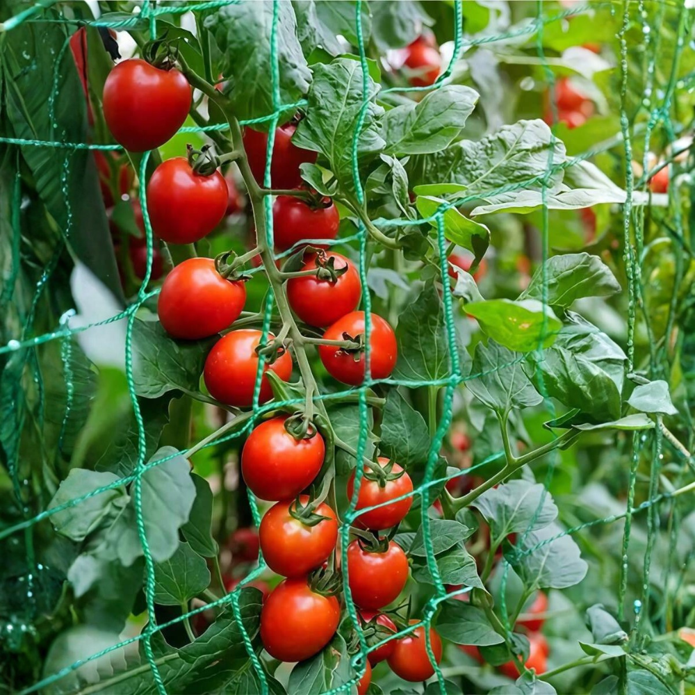 Plant Climbing Net For Loofah Morning Glory Flowers Vine Plants